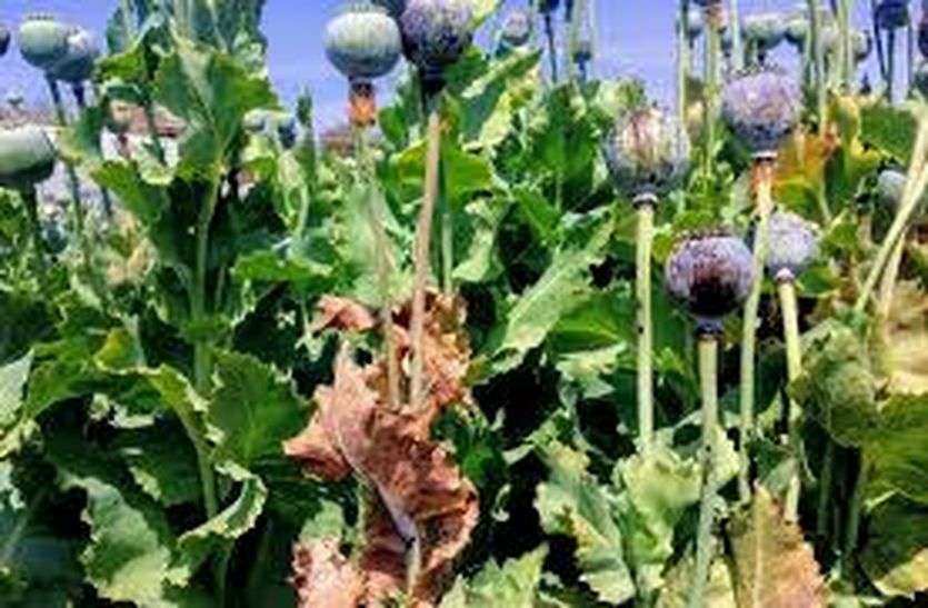Mustard threatens after kharif, water will remain wet in fields in bhilwara खरीफ के बाद सरसों पर खतरा, खेतों में पानी से रहेगी नमी