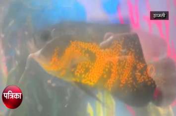 'Allah' word is written on the belly of the fish, crowds flocked to se VIDEO: मछली के पेट पर लिखा है शब्द ऐसा, लोग कहने लगे या अल्लाह-या अल्लाह