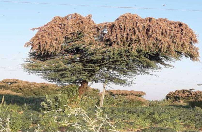 Locust attack : Damage to millet crop टिड्डी दल ने तोड़े किसानों के अरमान