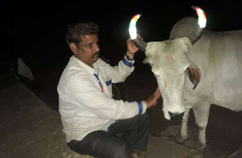 सींग पर रेडियम लगा रहा मोहम्मद इशाक, चार वर्ष से कर रहा है पुण्य का काम सींग पर रेडियम लगा रहा मोहम्मद इशाक, चार वर्ष से कर रहा है पुण्य का काम