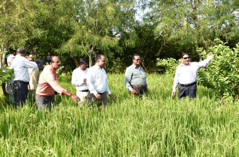 To increase yields, farmers will have to take this measure पैदावार बढ़ाने के लिए किसानों को करना होगा यह उपाय