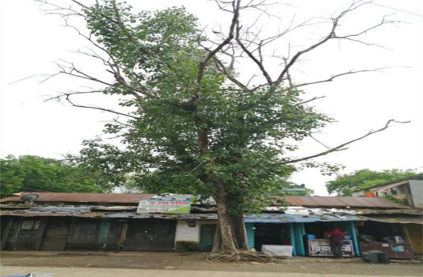 Ignoring Responsibilities ... Dry cast falling from trees जिम्मेदारों की अनदेखी... आए दिन पेड़ों से गिर रही सूखी डाली