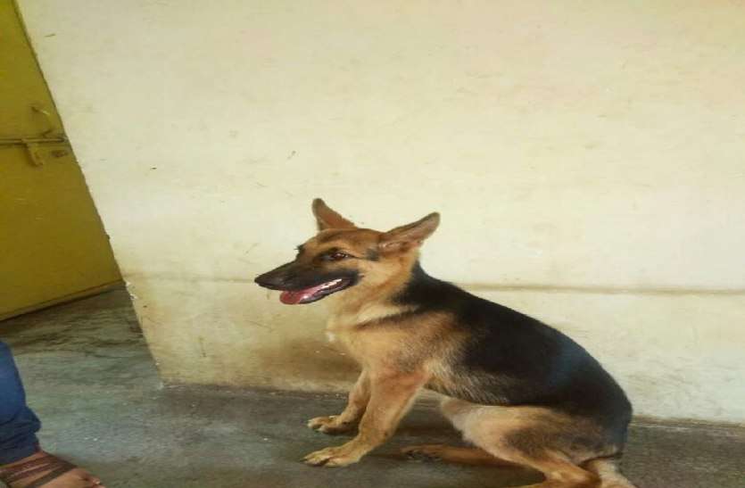 puppy join gwalior rpf team ट्रेनिंग के लिए पपी तैयार, नौ महीने के लिए टेकनपुर गया