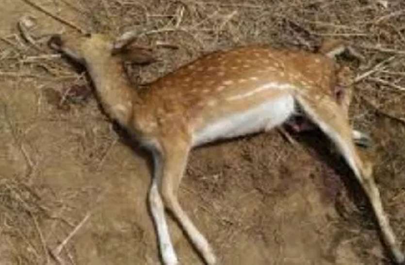जंगल में हिरन को मार कर खा गए दस लोग, पुलिस ने दो लोगों को किया गिरफ्तार जंगल में हिरन को मार कर खा गए दस लोग, पुलिस ने दो लोगों को किया गिरफ्तार