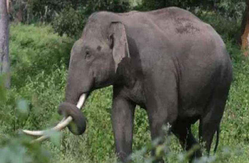 Elephant havoc लाखों पर जा रही गजराज की मेहमानी