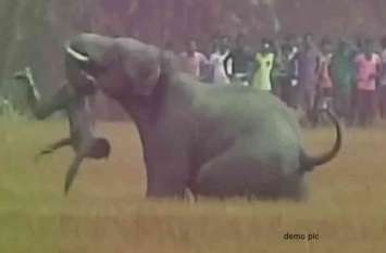 Elephant Attack in Mahasamund: one farmer died, terror in village 17 हाथियों के दल ने एक किसान को पटक-पटक कर मार डाला, झाड़ियों में मिली क्षत-विक्षत लाश