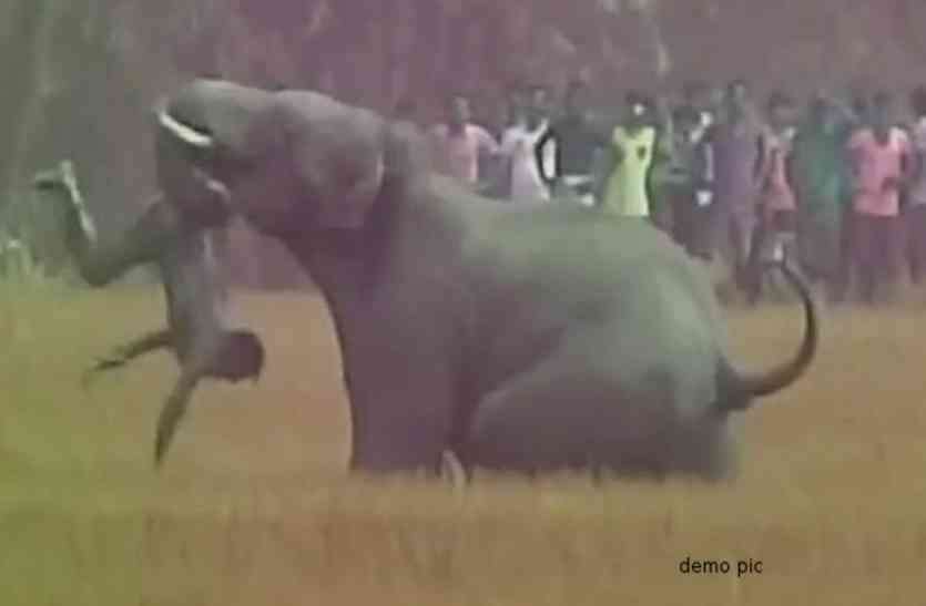 17 हाथियों के दल ने एक किसान को पटक-पटक कर मार डाला, झाडिय़ों में मिली क्षत-विक्षत लाश 17 हाथियों के दल ने एक किसान को पटक-पटक कर मार डाला, झाड़ियों में मिली क्षत-विक्षत लाश