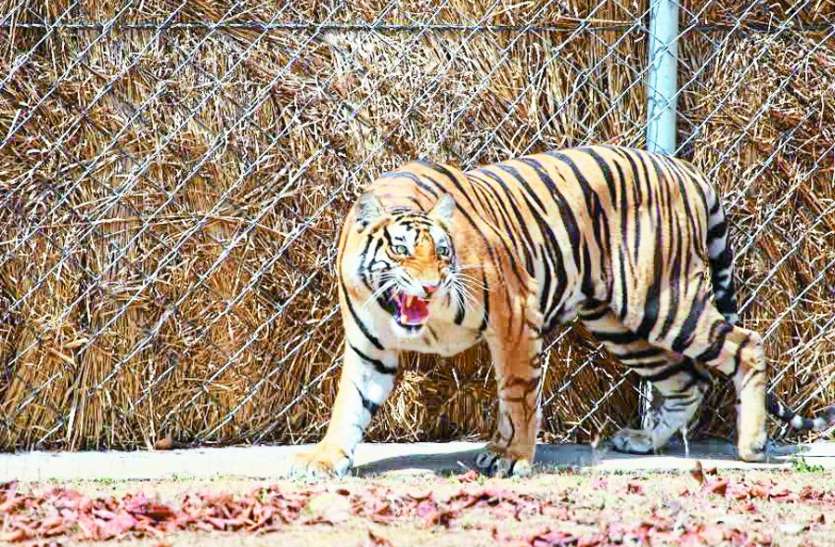 बांधवगढ़ की आदमखोर बाघिन की बेटी बनी सतपुड़ा की 'लैला बांधवगढ़ की आदमखोर बाघिन की बेटी बनी सतपुड़ा की 'लैला