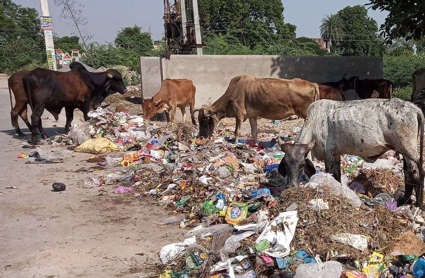 Nagarparishad Beawar : डिपो पड़ा है खाली, बाहर पसर रहा कचरा Nagarparishad Beawar : डिपो पड़ा है खाली, बाहर पसर रहा कचरा