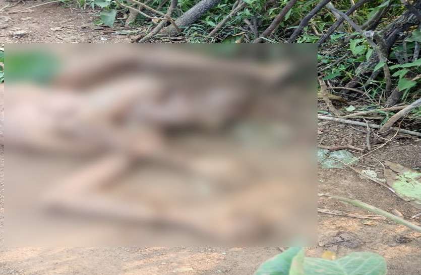 17 हाथियों के दल ने मचाया आतंक, फसल की देखरेख कर रहे किसान को पटक-पटक कर मार डाला