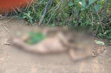 Breaking: team of 17 elephants brutally killed farmer in Mahasamund 17 हाथियों के दल ने मचाया आतंक, फसल की देखरेख कर रहे किसान को पटक-पटक कर मार डाला