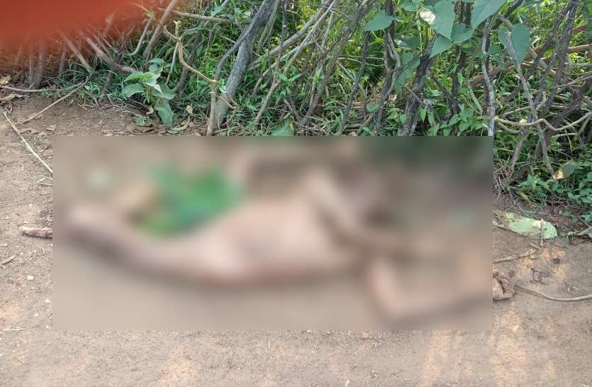 17 हाथियों के दल ने मचाया आतंक, फसल की देखरेख कर रहे किसान को पटक-पटक कर मार डाला 17 हाथियों के दल ने मचाया आतंक, फसल की देखरेख कर रहे किसान को पटक-पटक कर मार डाला