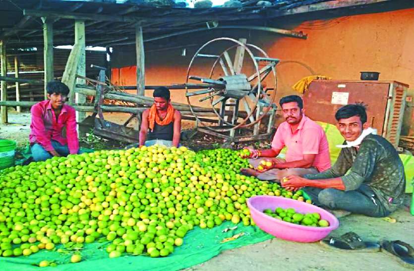 3.25 लाख के नीबू, हो गए मालामाल 3.25 लाख के नीबू, हो गए मालामाल