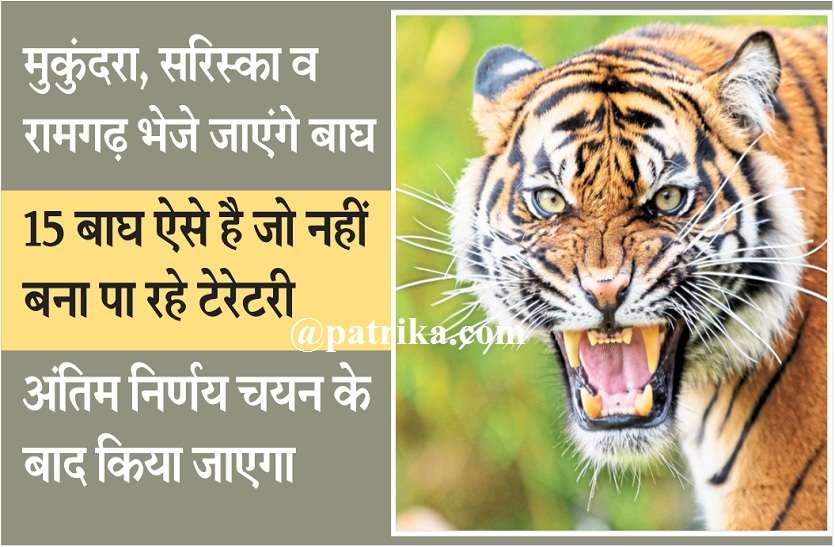 शिफ्टिंग के लिए बाघों पर मंथन शुरू, बाघों के चयन में जुटे अधिकारी, मुकुंदरा, सरिस्का व रामगढ़ भेजे जाएंगे बाघ शिफ्टिंग के लिए बाघों पर मंथन शुरू, बाघों के चयन में जुटे अधिकारी, मुकुंदरा, सरिस्का व रामगढ़ भेजे जाएंगे बाघ