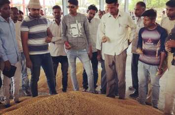 Prices fall due to poor quality of soybean and urad .... सोयाबीन व उड़द की कमजोर क्वालिटी से गिरी कीमतें....