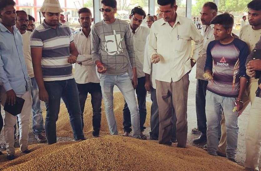 ramganjmandi, kota सोयाबीन व उड़द की कमजोर क्वालिटी से गिरी कीमतें....