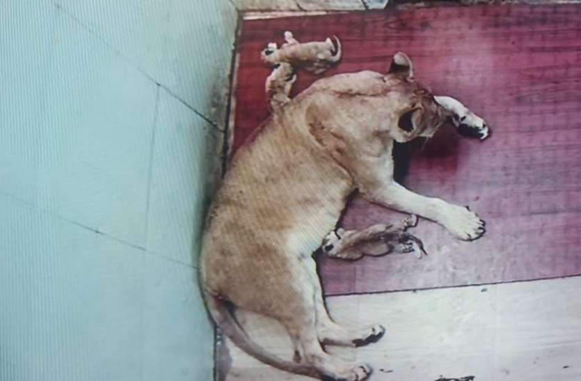 Lioness born three cubs in first white tiger safari big news पहली ह्वाइट टाइगर सफारी में शेरनी ने जन्में तीन शावक