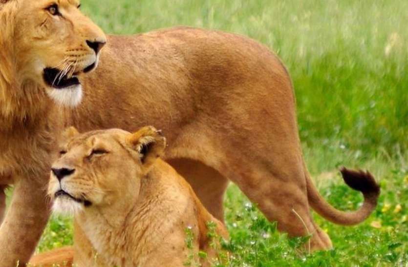 Lion Safari खूब लुभा रहा शेर सफारी