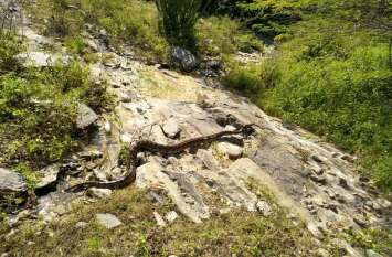beawar Forest : अजगर ने शिकार तो किया लेकिन निगल पाता, इससे पहले ग्रामीण आ गए