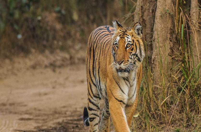 अब शिकारी खुद होंगे शिकार, इन खोजी निगाहों से... अब शिकारी खुद होंगे शिकार, इन खोजी निगाहों से...