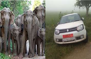 Elephant attack in Mahasamund: Leader saved life by hiding in bushes जंगली हाथियों को सामने देख सरपट भागे नेता जी, डेढ़ घंटे तक झाड़ियों में छिपकर बचाई जान
