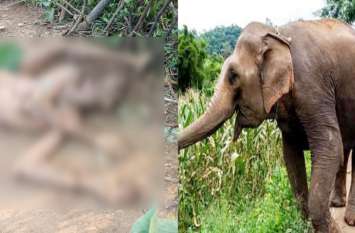 Mahasamund: Elephant crushed and killed the farmer गेंद की तरह हाथी ने किसान को कई बार हवा में उछाला, फिर पटक कर बेरहमी से कुचला दिया