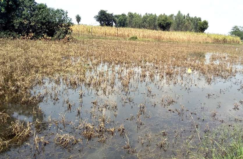 खेतों में भरे बरसात के पानी में गल रही फसल, प्रशासन की ओर से अब तक नही हुआ खराबे का सर्वे शुरू खेतों में भरे बरसात के पानी में गल रही फसल, प्रशासन की ओर से अब तक नही हुआ खराबे का सर्वे शुरू