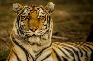 tiger रामगढ़ विषधारी अभयारण्य होगा प्रदेश में चौथा टाइगर रिजर्व