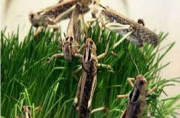 grasshopper पाकिस्तान में टिड्डी की दूसरी ब्रीडिंग, हॉपर्स भारतीय आकाश में मंडराने लगे