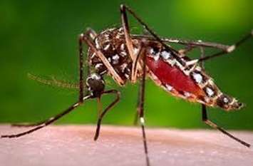 Here are the most patients of dengue यहां हैं डेंगू के सबसे ज्यादा मरीज