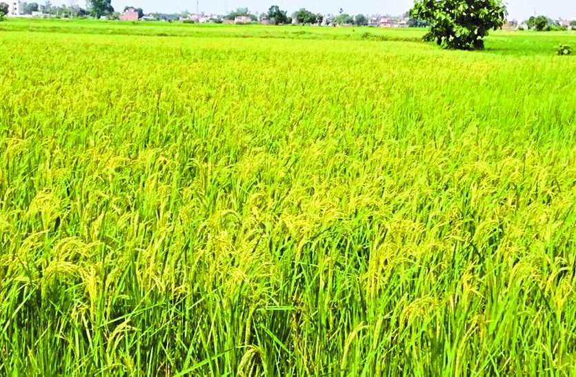 krishi कृषि और सिंचाई उपकरणों के लिए कर सकते है ऑनलाइन आवेदन