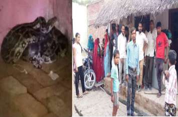 Python entered in house after tearing sack, villagers in Panic विशालकाय अजगर को बोरी में बंद कर गांव ले आए ग्रामीण, फिर अजगर ने किया कुछ ऐसा कि इलाके में फैल गई दहशत, जानिए पूरा मामला!