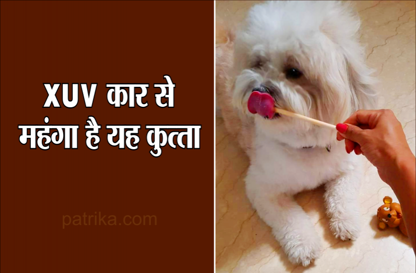 02_4.png फाइव स्टार होटलों जैसा बंगला, XUV कार से महंगा पालतू कुत्ता