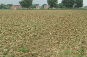 Slowed, mustard, minus, area, bhind news, bhind news in hindi, bhind n लेट हुई सरसों की बोवनी, घटा रकबा