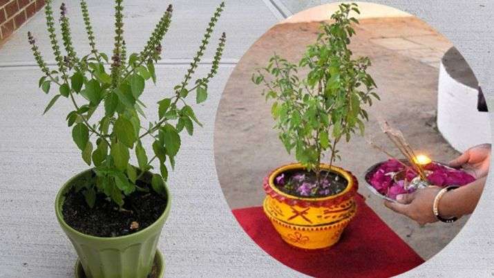 कार्तिक माह में करें ये उपाय, मिलेगी तरक्की होगा धनलाभ