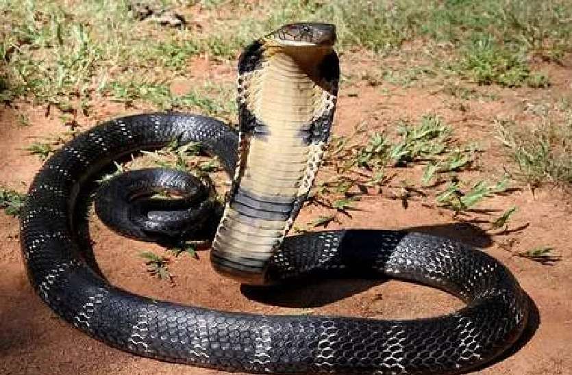 Snake charmer and cobra Fight