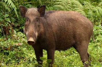 Police caught four people hunting wild pig जंगली शूकर का शिकार करते चार लोगों को पुलिस ने पकड़ा, जानवर के मांस सहित जब्त हुए ये सामान