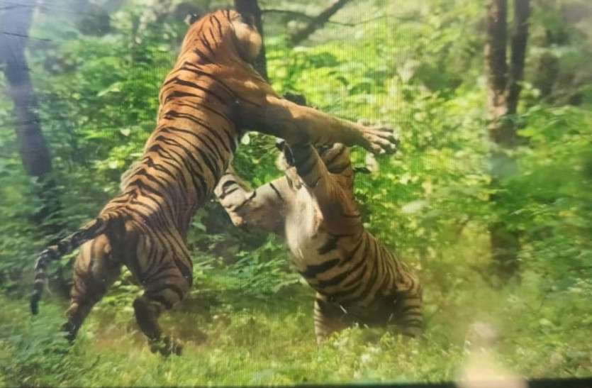 Квест сафари на тигра. Сафари на тигра. Тигр два на Холме. A Tiger Chasing a Goat.