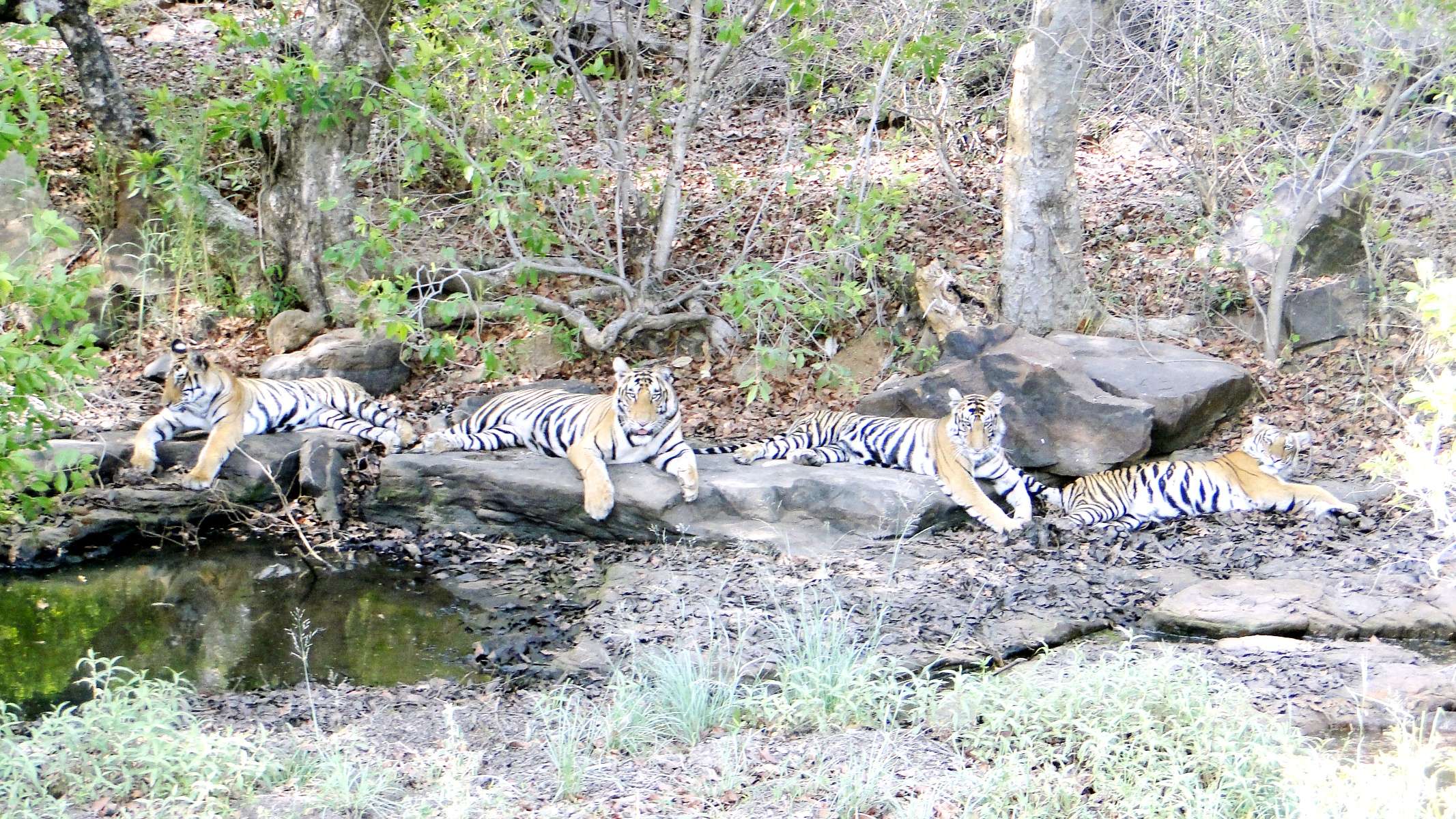 पन्ना नेशनल पार्क panna madhya pradesh