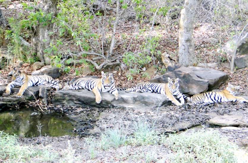 पन्ना नेशनल पार्क panna madhya pradesh पर्यटकों के लिए आज से खुलेगा पन्ना टाइगर रिजर्व, बाघों के होंगे दीदार