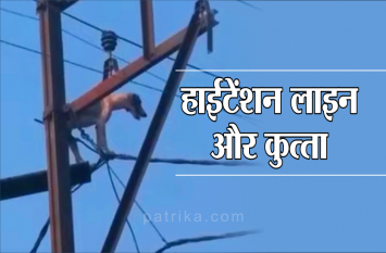 Bhind: Dog climbed into electric pole देखिए वीडियो, जब बिजली के खंभे में चढ़ गया कुत्ता, फिर ऐसे आया नीचे