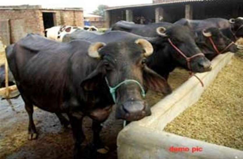 buffalo.jpg बिजली विभाग का फरमान 2 से ज्यादा पशु रखने पर लगवाना होगा ऐसा मीटर