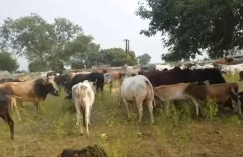 cow