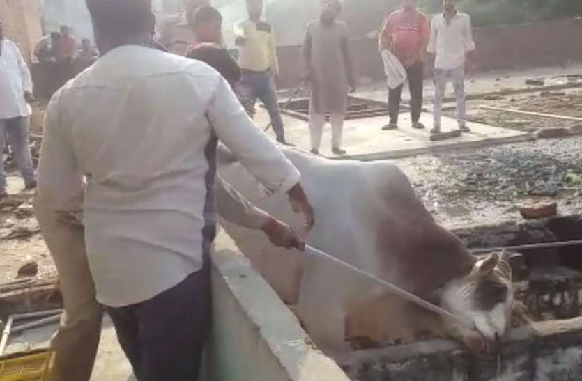 Cow VIDEO: आधी रात के समय मकान की छत पर चढ़ गया सांड, फिर हुआ कुछ ऐसा...