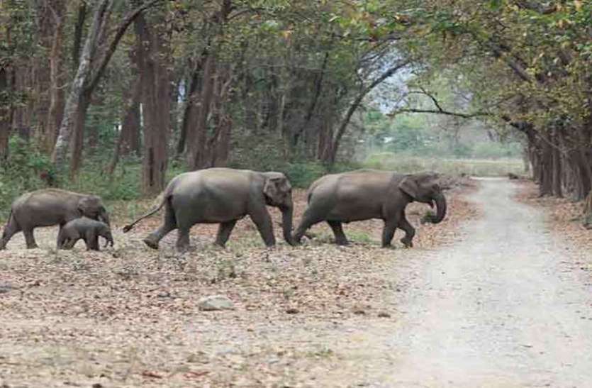elephant.jpg भाजपा विधायक के बिदके हाथी ने पटक पटकर कर महावत को मार डाला