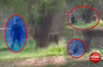 Man enters in lion enclosure at Delhi Zoo, later rescued दिल्ली चिड़ियाघर में शेर के बाड़े में घुसा शख्स, देखें वीडियो