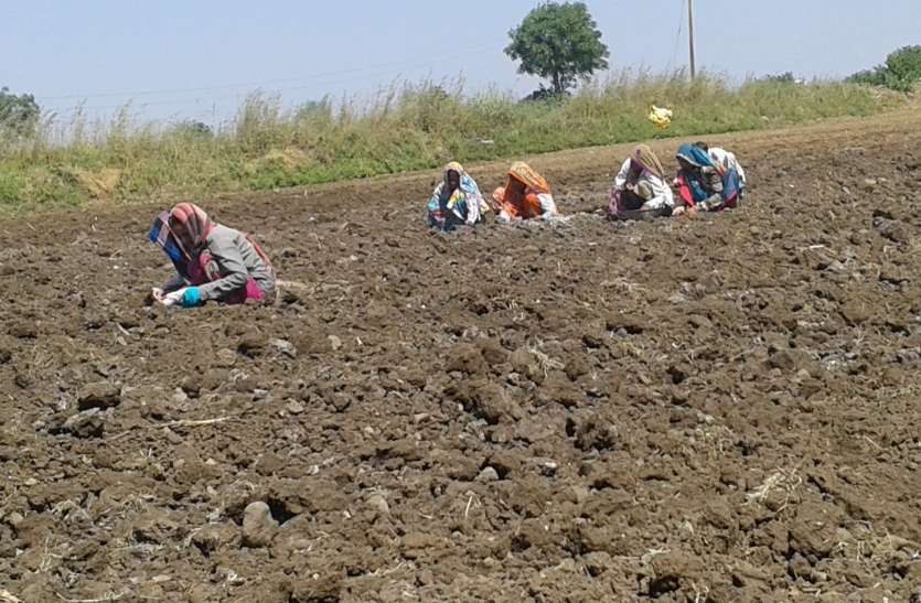 sikar news तो क्या अन्नदाता को महंगे बीज खरीदने से मिलेगी मुक्ति