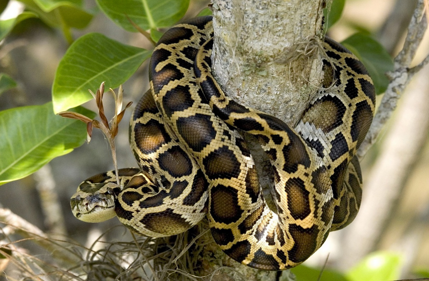 python.png बाथरूम के शॉवर से लिपटा था अजगर, नहाते समय हुआ ऐसा कि शख्स की निकल गई चीखें