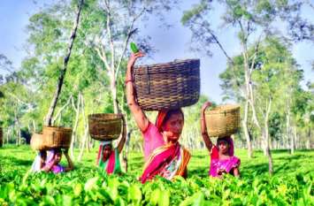 Beware of tea lovers, it may contain poisonous chemicals चाय के शौकिन सावधान, इसमें हो सकता है जहरीला रसायन