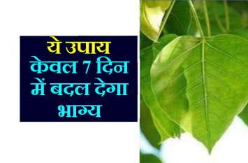Shaniwar Pipal Ke Totke in hindi शनिवार की शाम पीपल के पत्ते को हाथ लगाकर बोल दें यह मंत्र, केवल 7 दिन में पूरी हो जाएगी सारी मनोकामना